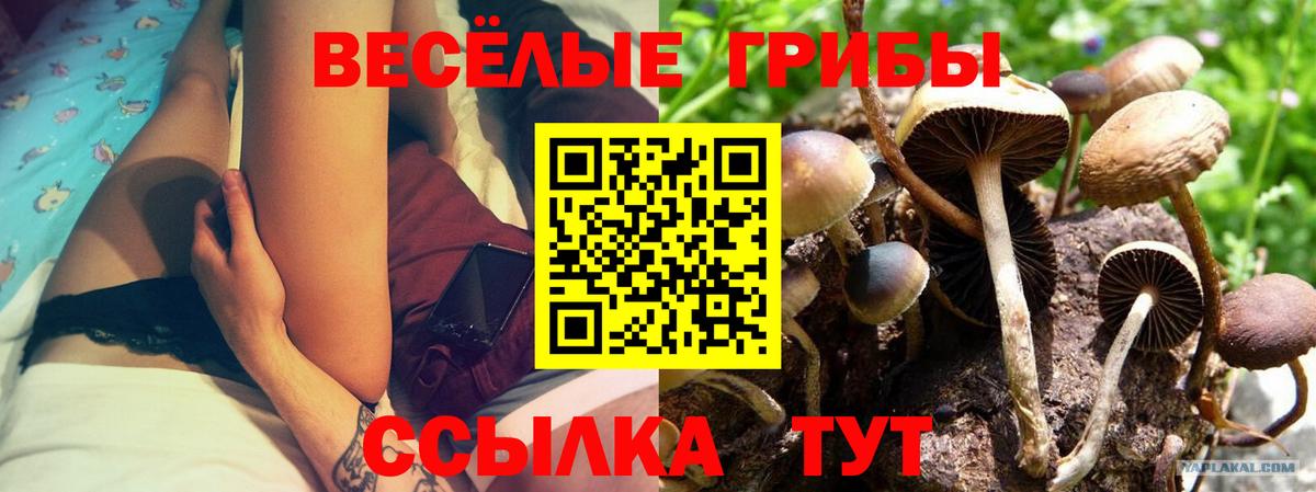 Калач-на-Дону  Псилоцибиновые грибы мицелий  Вход с VPN 